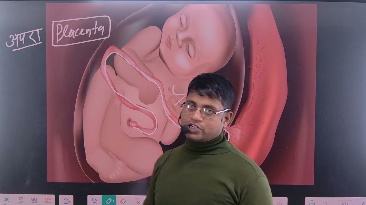 Placenta In Hindi // Function Of Placenta In Hindi