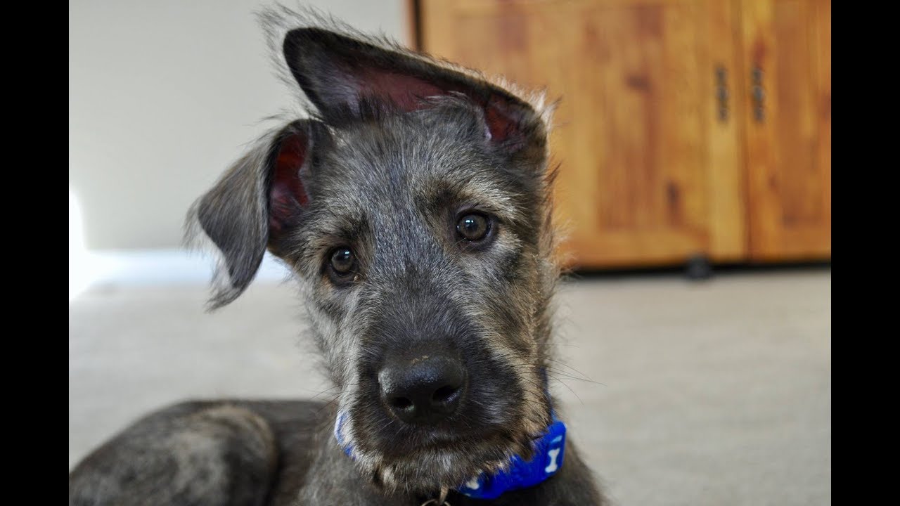 Getting Grohl Our Irish Wolfhound