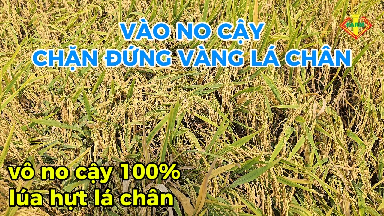 VÔ GẠO LÚA ĐÀI THƠM 8 HỰT LÁ CHÂN, LÚA 99 NGÀY VÔ GẠO NO CẬY