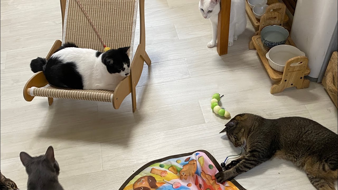 保護猫ハウスから猫観察ライブ定点カメラ #livestream #live #cat #cats