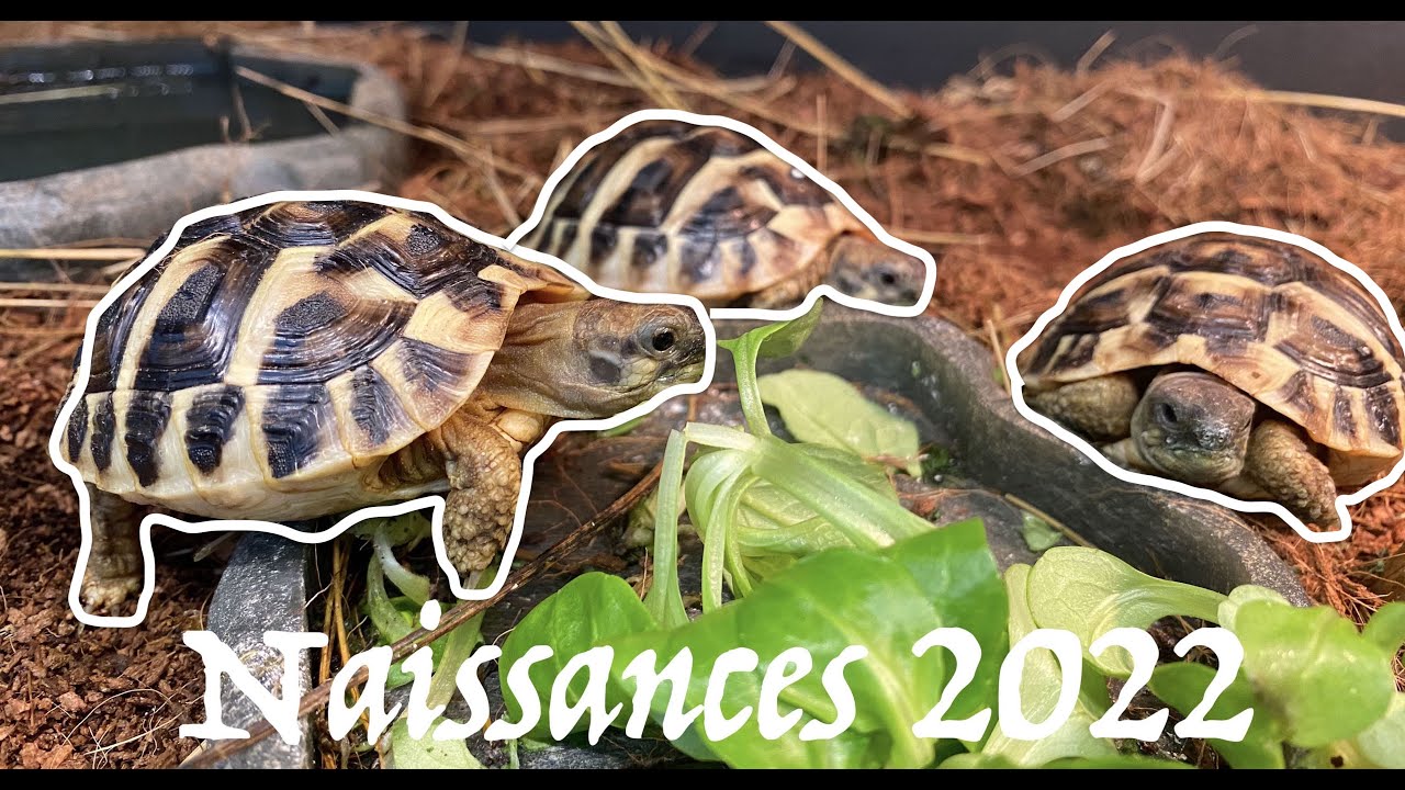 Naissances Tortue Hermann 2022