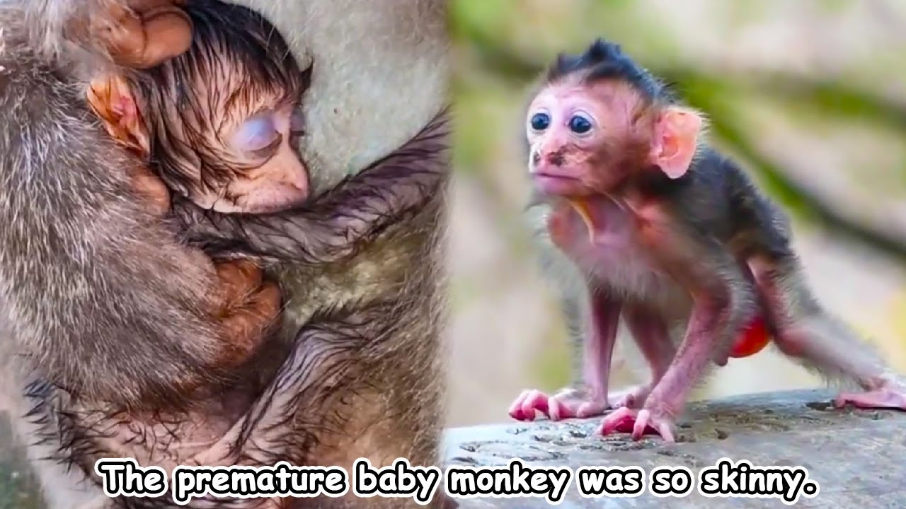 Premature baby monkeys are very weak and thin. The mother monkey needs to take good care of them.