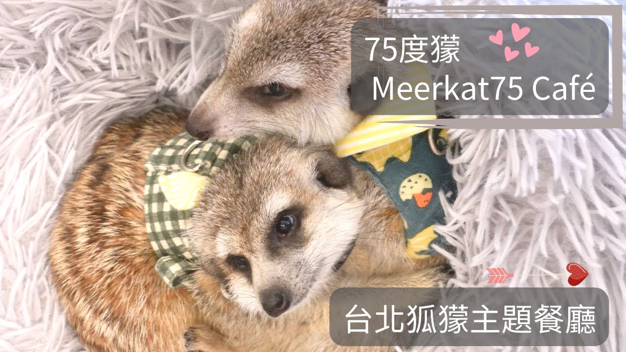 愛撒嬌的小狐獴，快點到我懷裡來🥰｜Meerkat75 Café - 75度獴 狐獴主題餐廳 台北市松山區