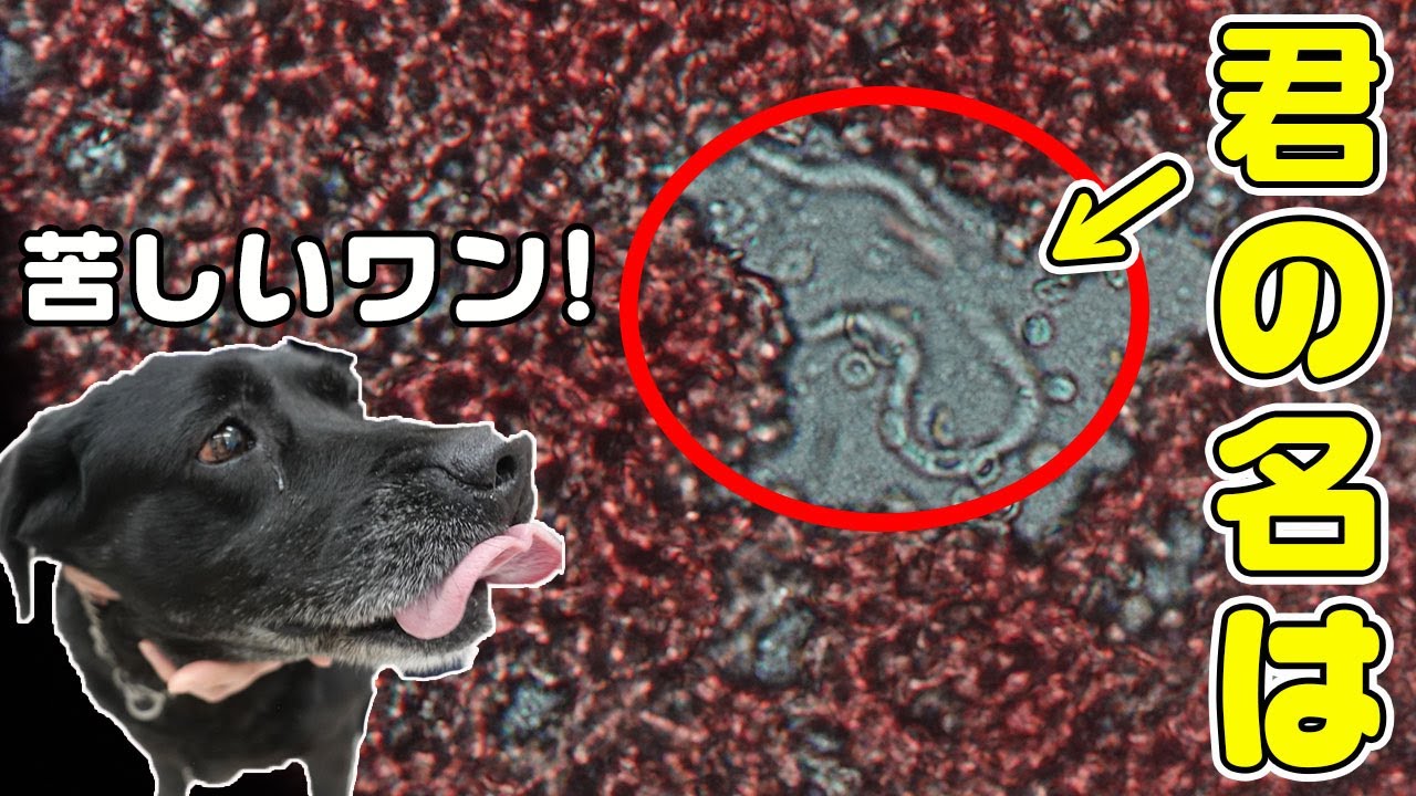 犬のフィラリア症