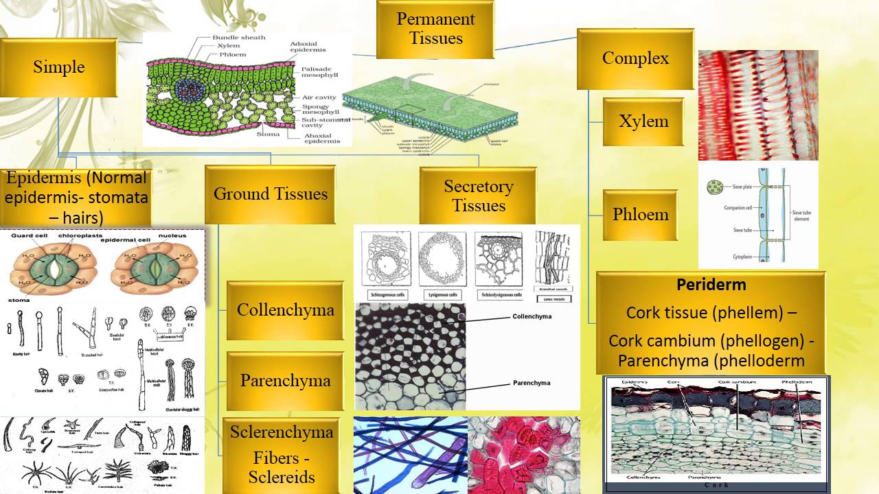 pharmacognosy Plant tissues 1 عقاقير اولى صيدله