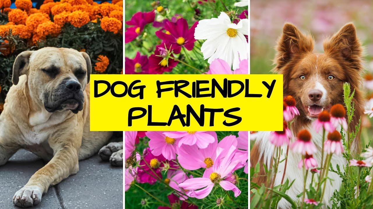 Dog-Safe (nontoxic) Plants for Cottage Gardens