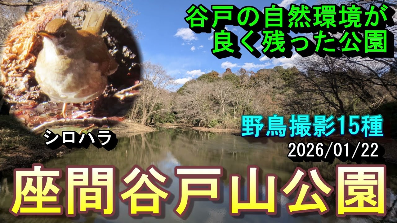 【野鳥観察】座間谷戸山公園　野鳥撮影15種　谷戸の自然環境が良く残った公園