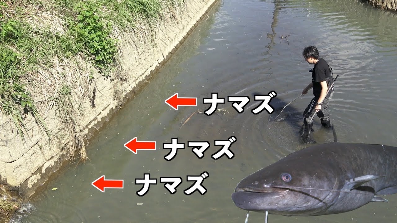 絶対にナマズを捕まえたい男。