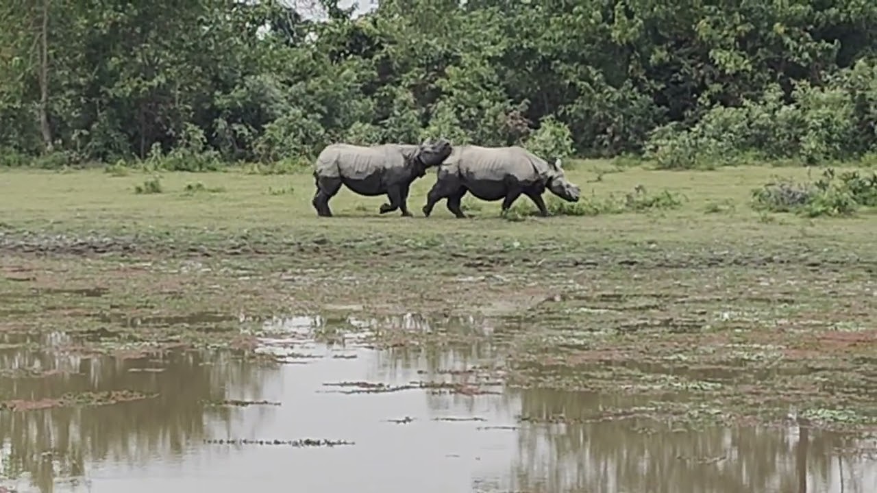 One Horn Rhino  Male Romance capture must watch rare vedio must subscribe 