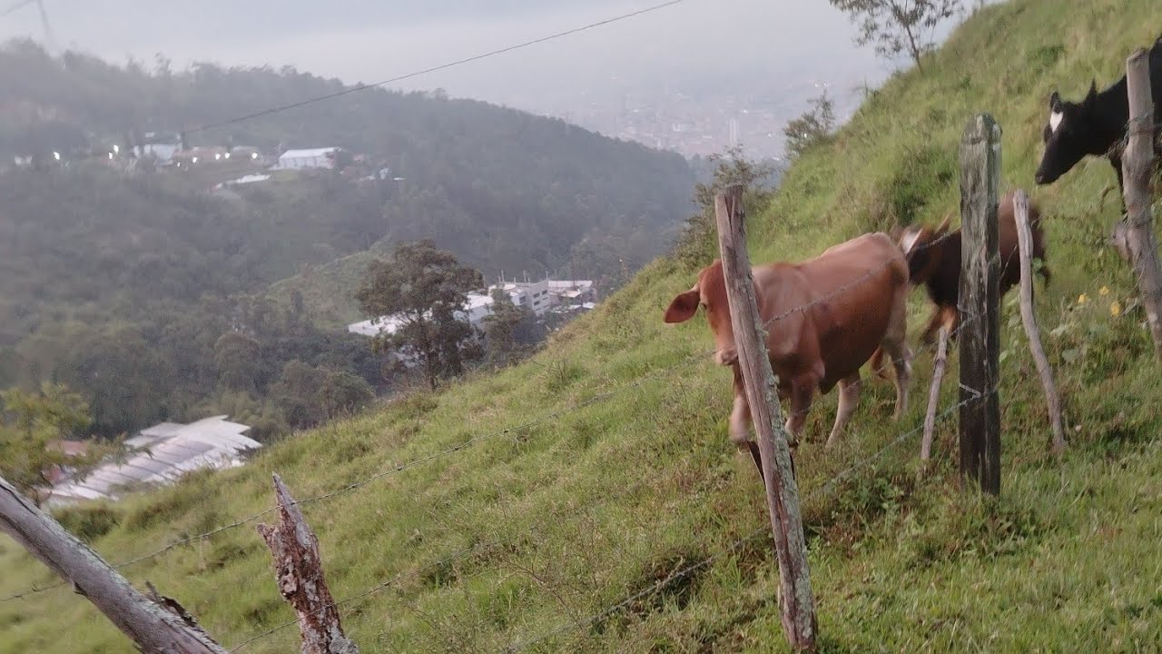 LOS CAMPECHES  DE GRANIZAL  está en vivo