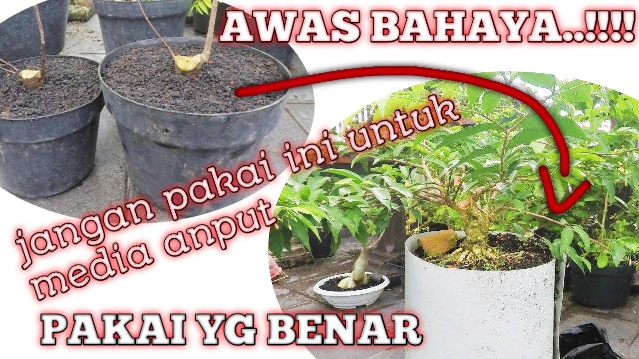 media terbaik untuk program akar anting putri