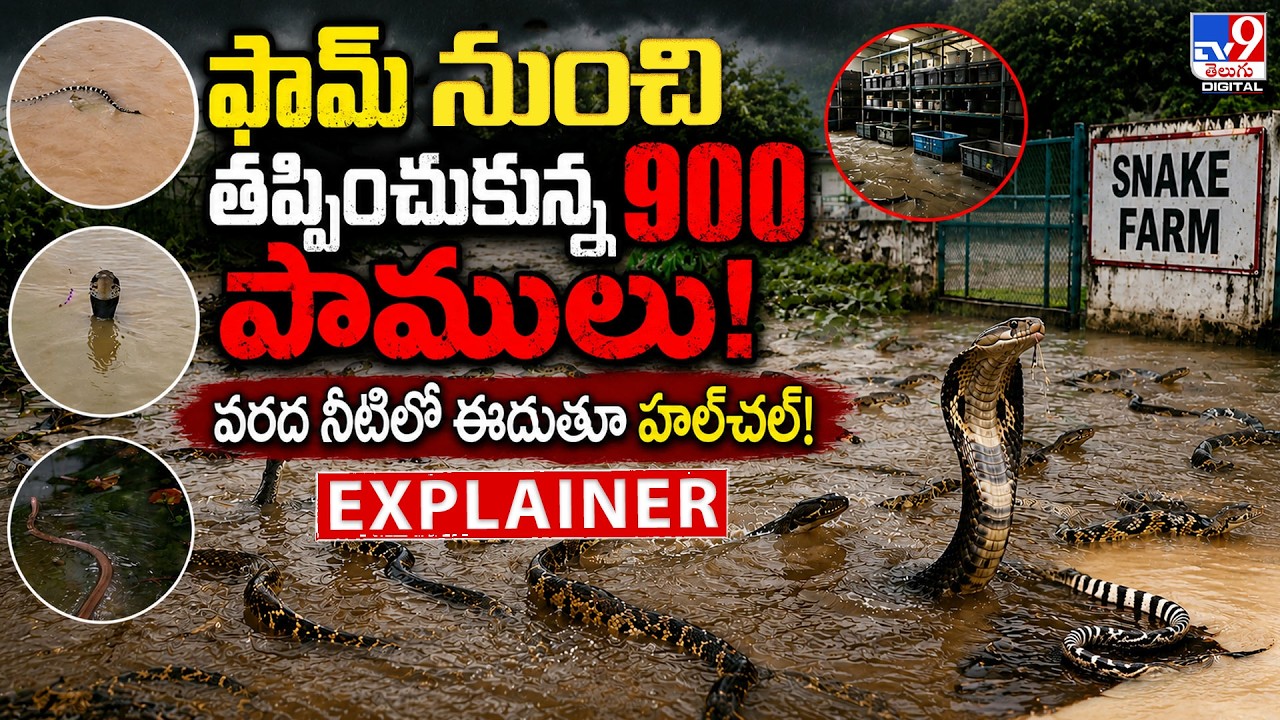Explainer: 900 snakes escape from farm! Creating chaos as they swim in floodwaters! - TV9