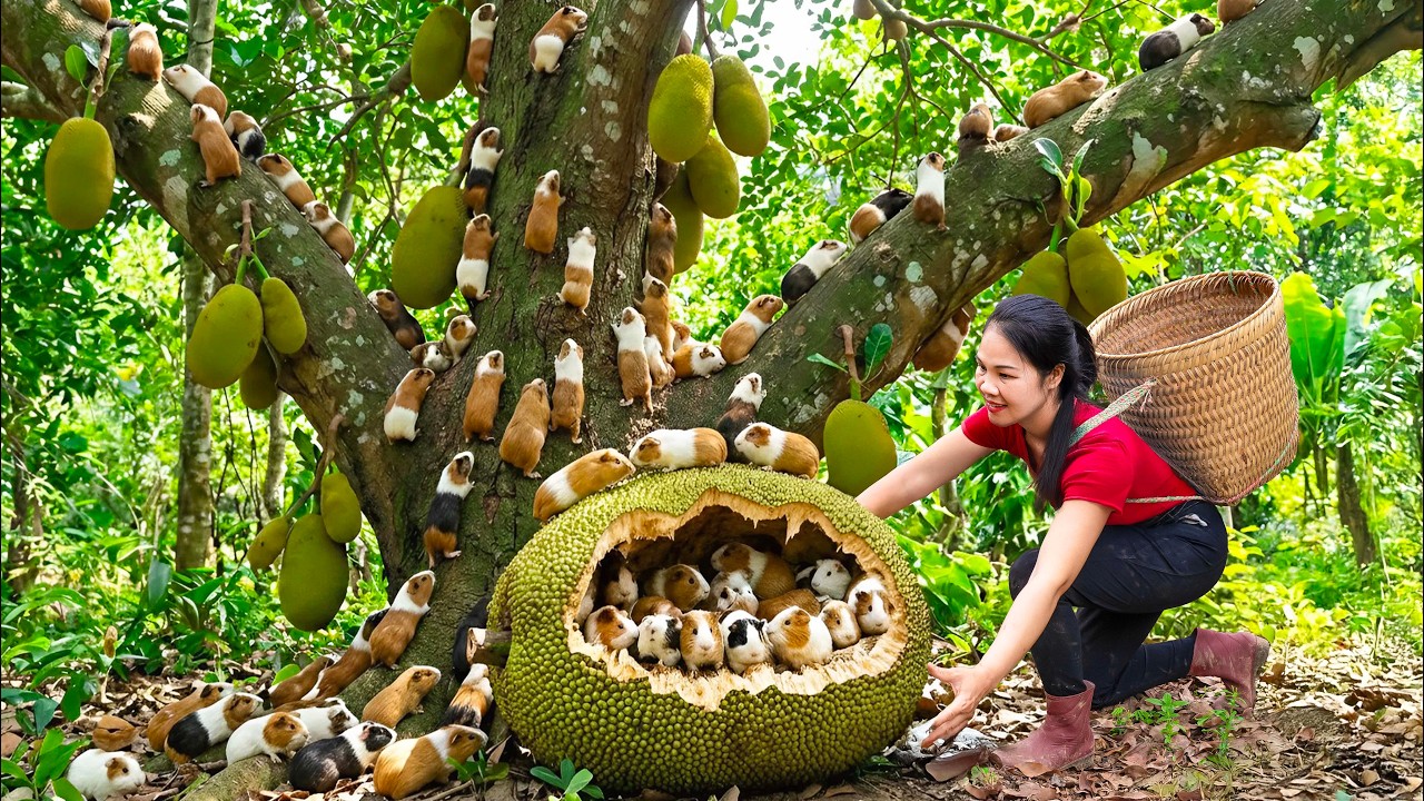 Harvest 100+ Guinea Pigs inside a Giant Jackfruit & Go To Market Sell | The daily life of Hằng Free