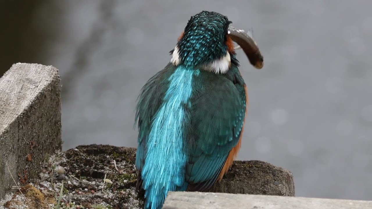 Zimorodek (Alcedo atthis) The common kingfisher. Luty 2026 - Mariusz