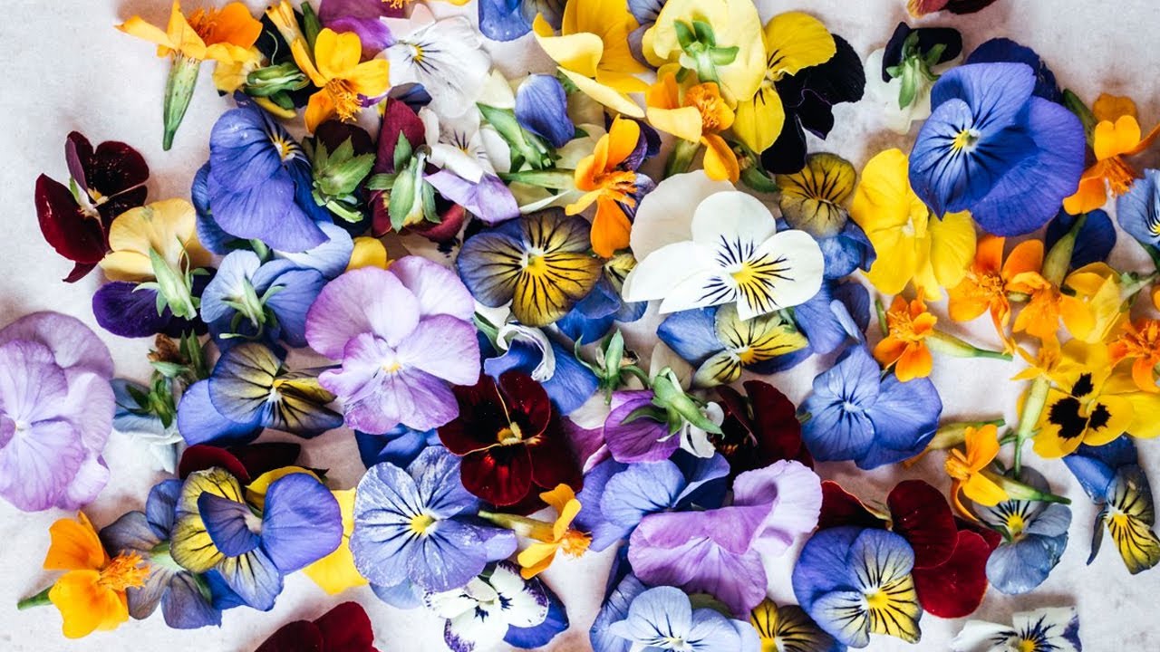 Pico-Gro Is The Sustainable Microgreen Farm That Supplies Spinneys With Edible Flowers
