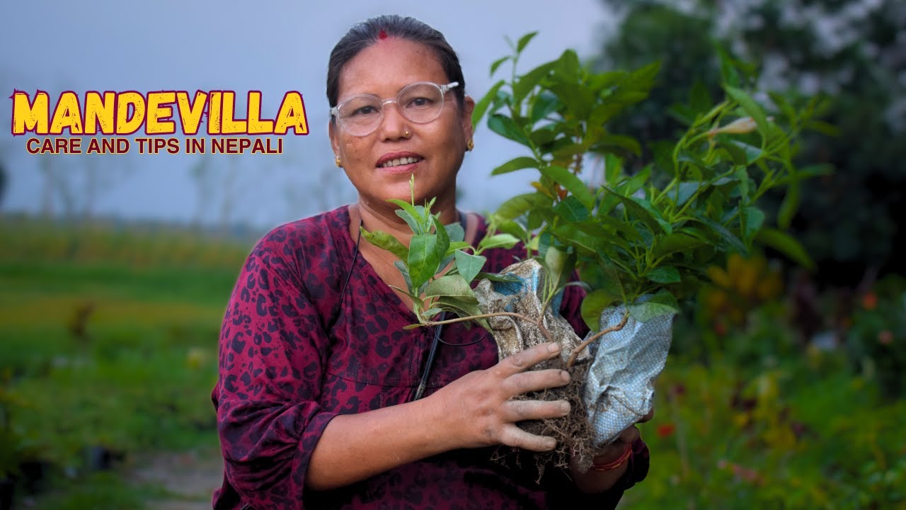 Mandevilla Plant Care in Nepali I Nepali Gardening Tips and Tricks