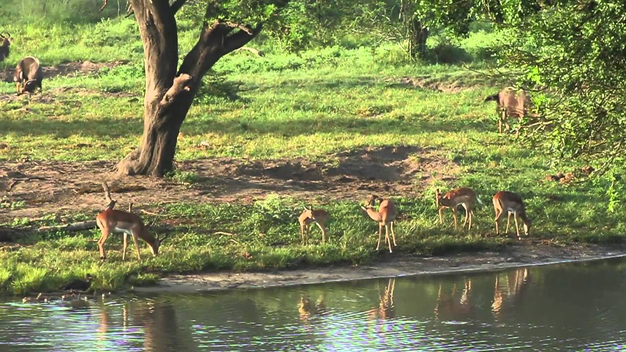 Tembe Elephant Park, South Africa