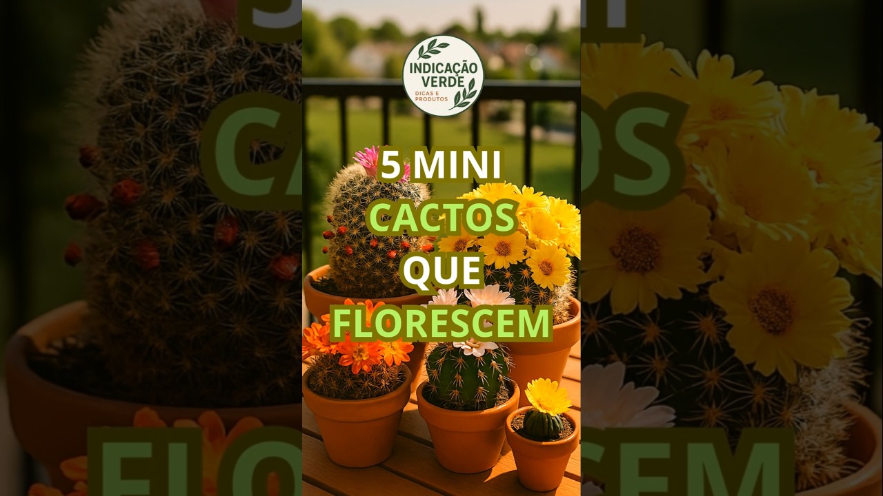 Mini cactos que florescem! #plantas #cactus #jardimemcasa #suculentas #jardinagem #garden