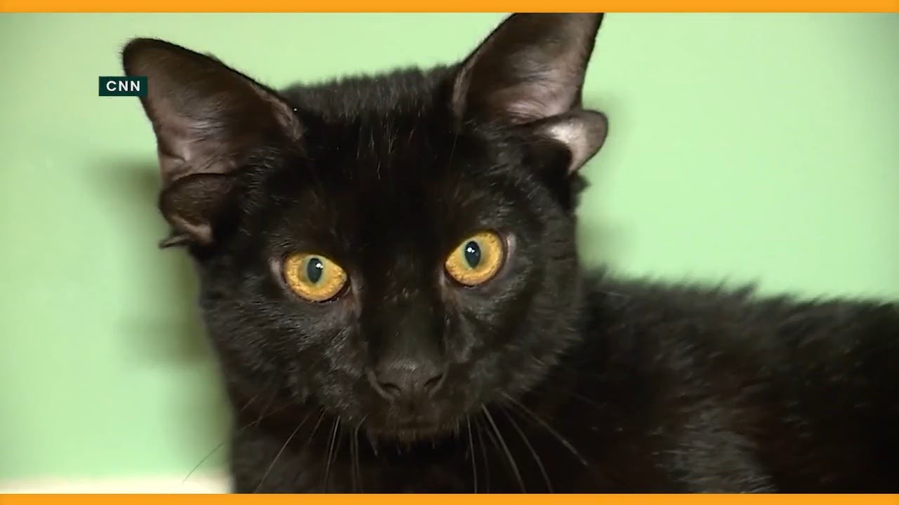 Yes...This Cat Has FOUR Ears!
