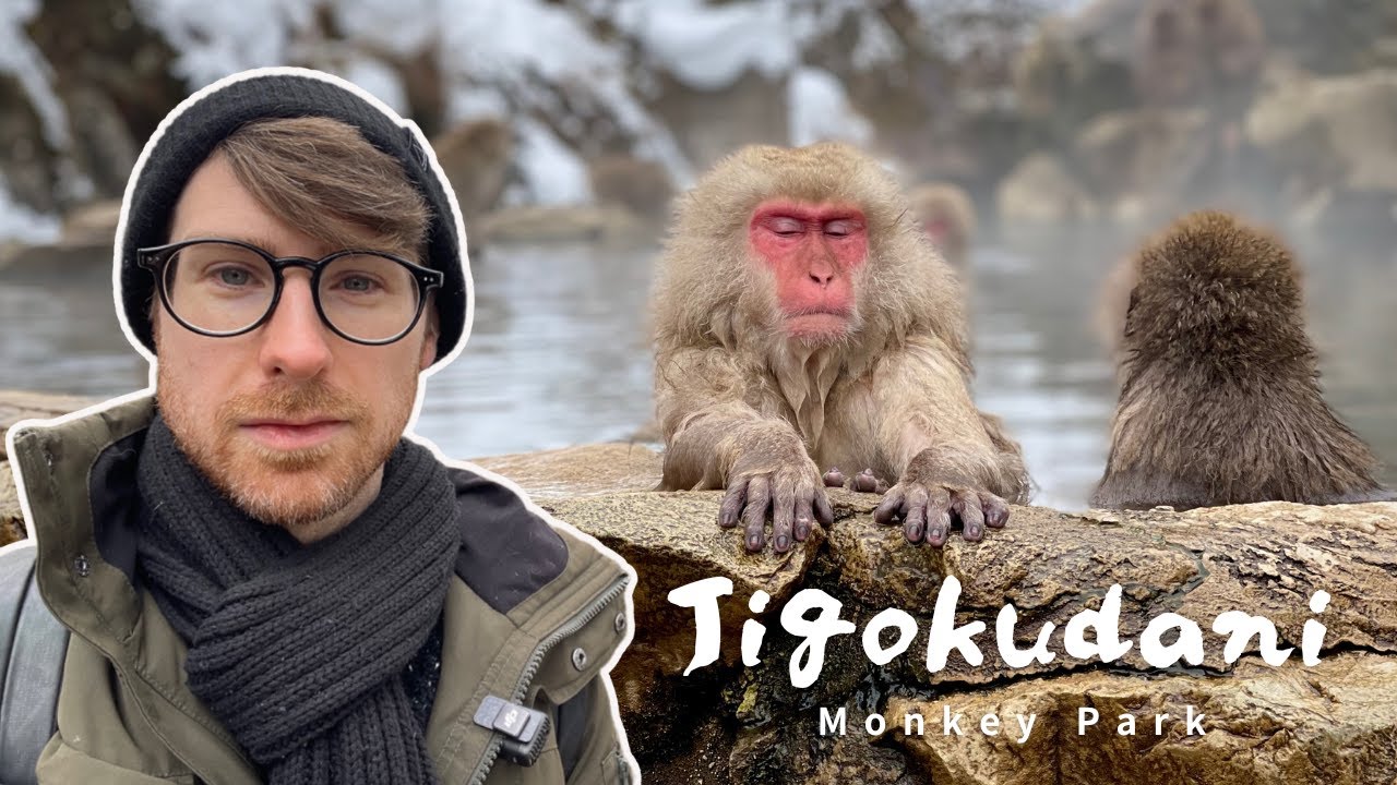 Hanging with Snow Monkeys at Jigokudani Snow Monkey Park in Nagano, Japan
