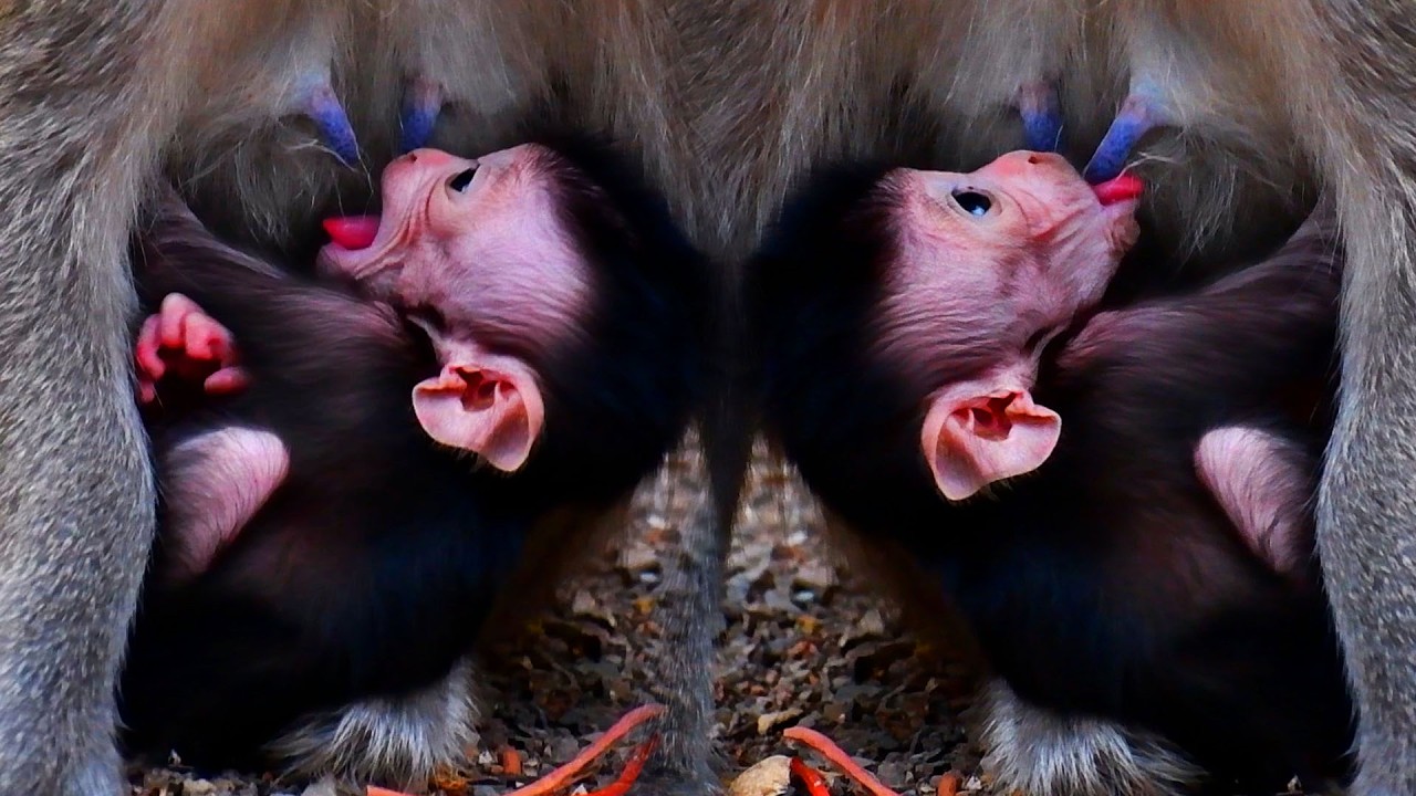 Adorable Wildlife Monkey, Cutest Moments Of Baby With Mommy and Team