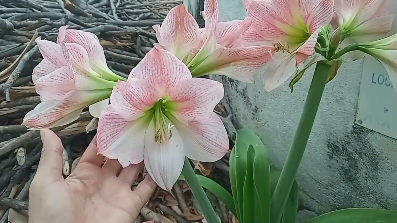 Veja essa Linda FLORAÇÃO DA AMARÍLIS!