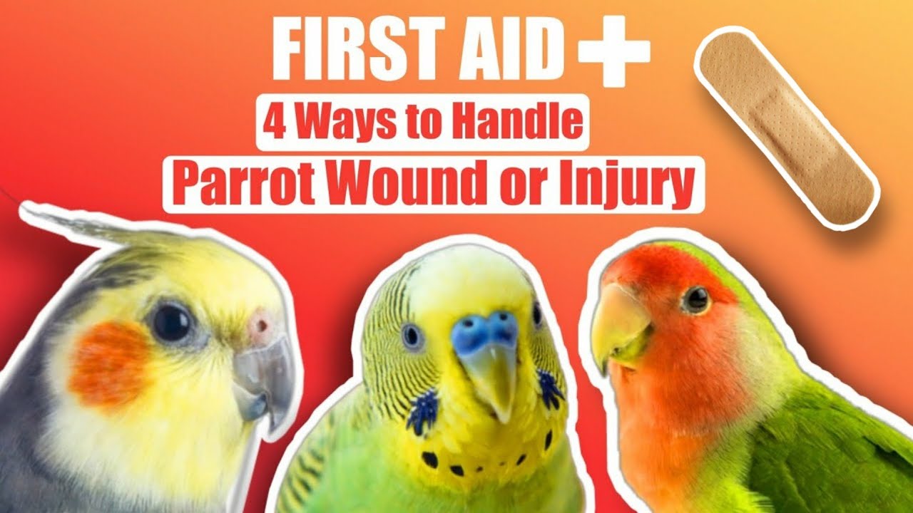 What to do If Your Parrot is Injured | Parrot's FIRST AID 🩸