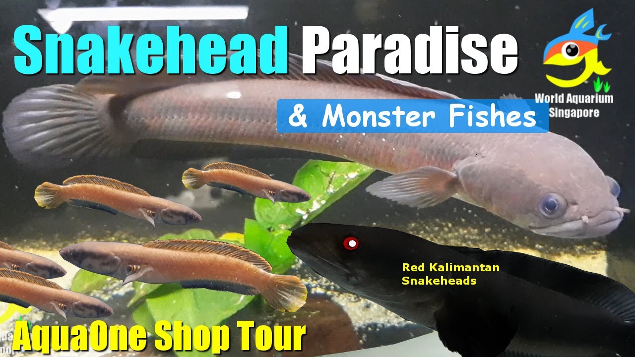 Snakehead Fish Paradise & Monster Fishes AQUAONE Aquarium Shop Tour