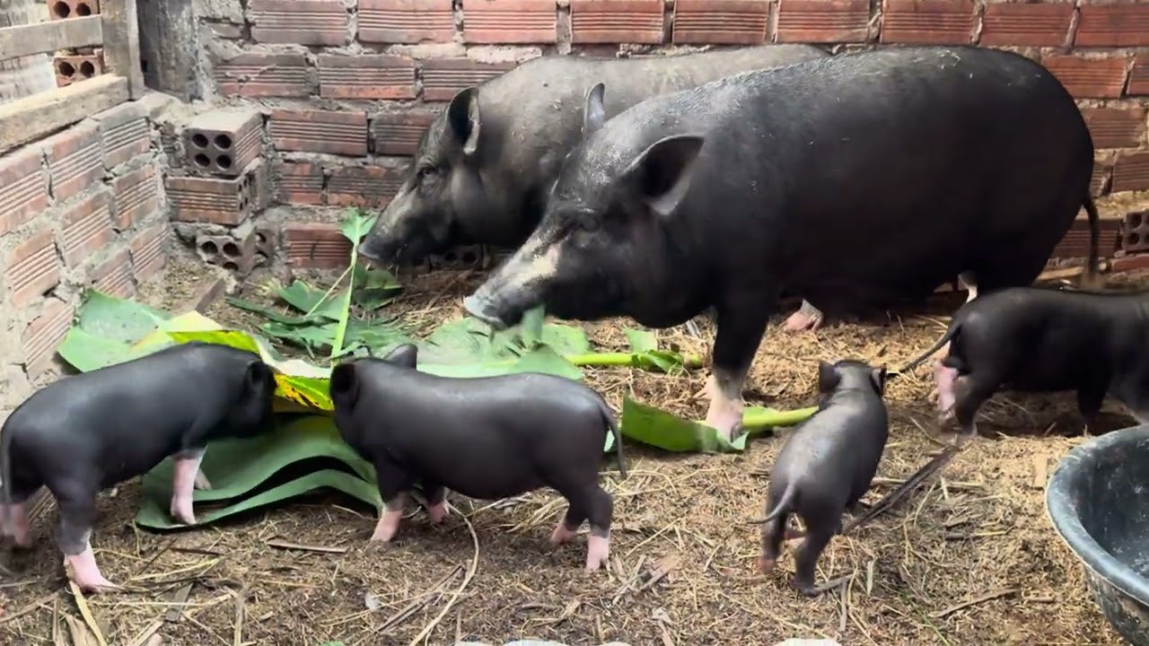 Mother teaches the baby eating the tree