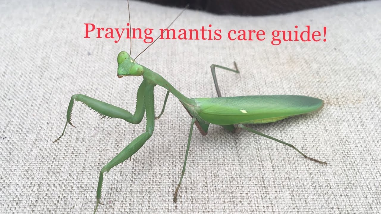 How to care for your pet praying mantis!