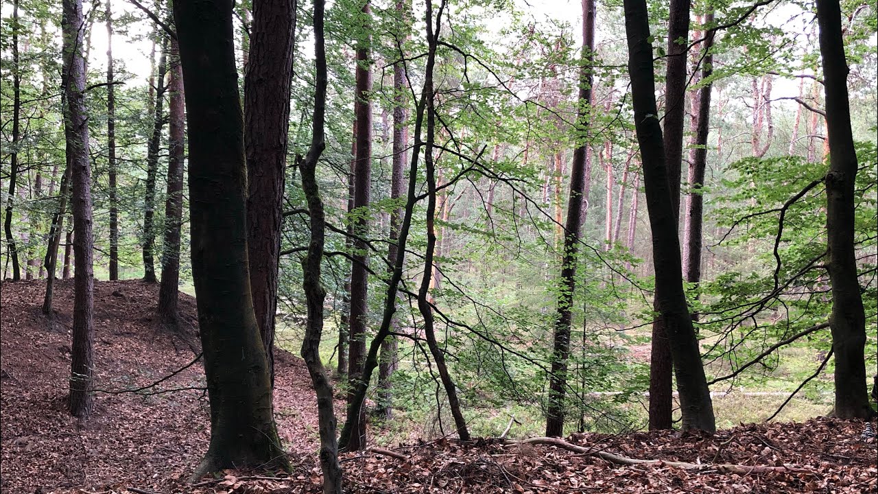 Tweedaagse 30 Kilometer hike op de Veluwe