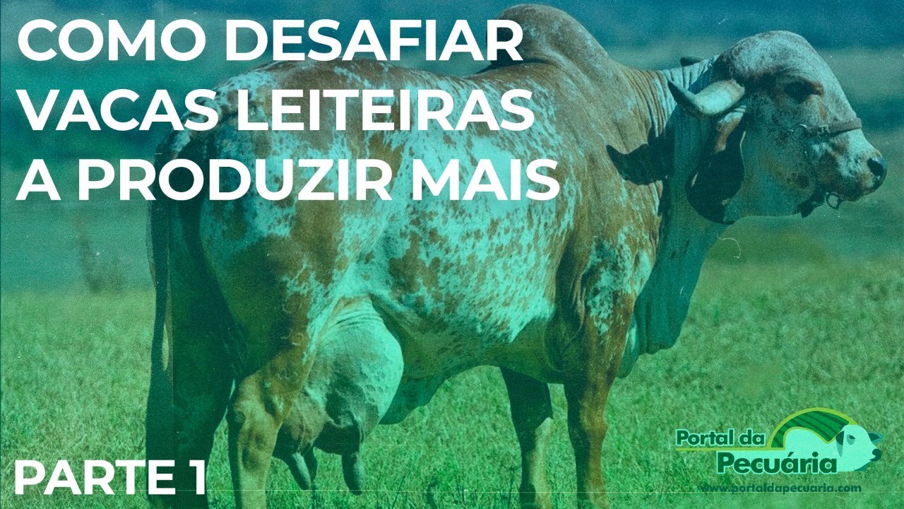 Como desafiar vacas leiteiras a produzir mais. Parte 1