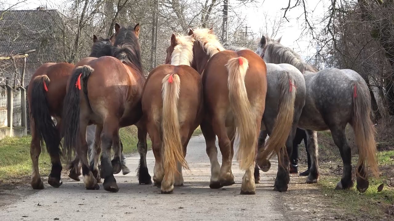 Caii lui Sergiu de la Asuaju de Sus, Maramures - 2021 Nou!!!
