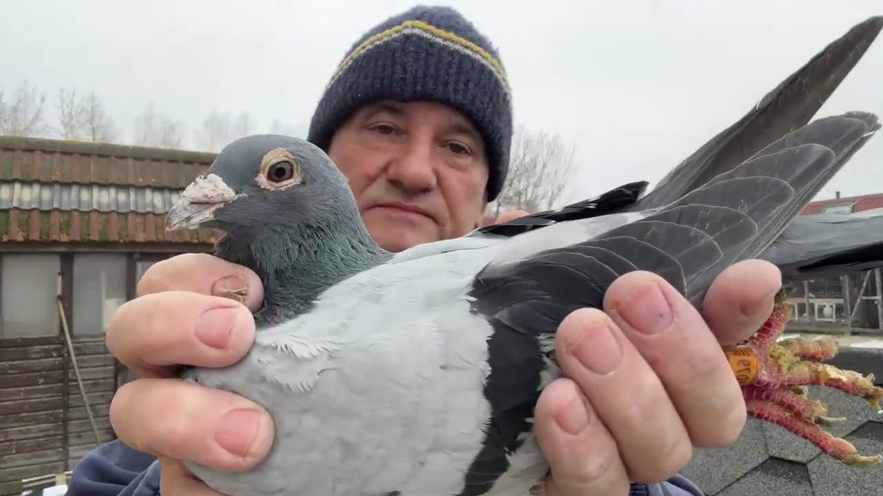 Gołębie Janssen Merx,Van Loon od Holca z Niemiec do rozpłodu 513016809 Artur Pawelec