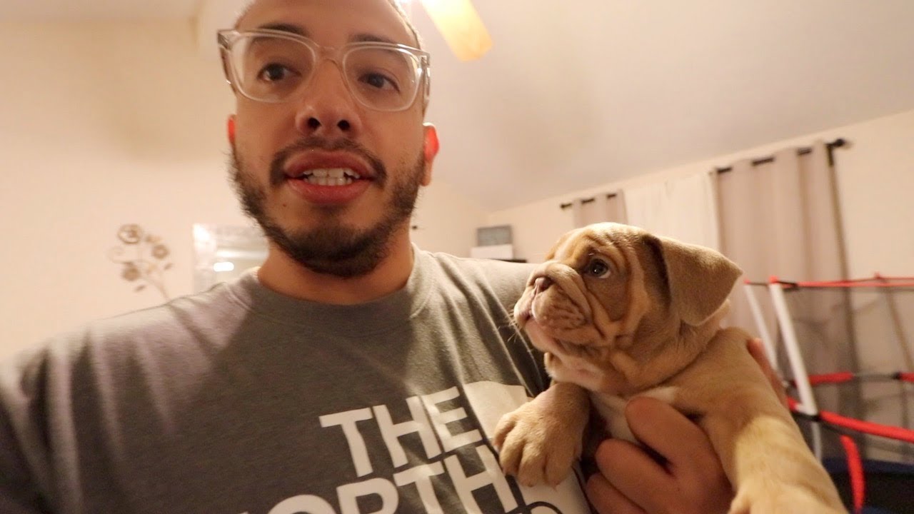English Bulldog Puppy FINALLY Adapts to her New Home