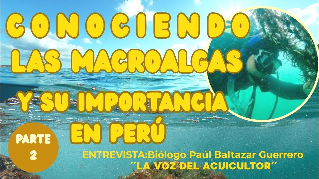 Entrevista con Blgo.Paul Baltazar :Conociendo sobre las Macroalgas y su importancia en Perú-Parte 2