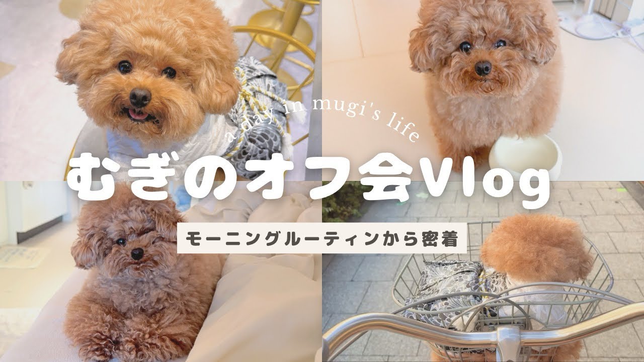 アイドル犬の一日。