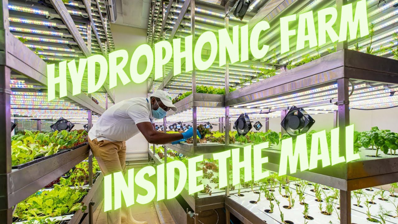 Hydrophonic Farm inside the store