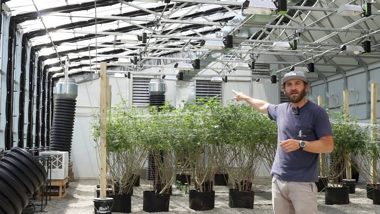 HighYield&trade; Commercial Cannabis Greenhouse Part II &ndash; Ceres Greenhouse Solutions
