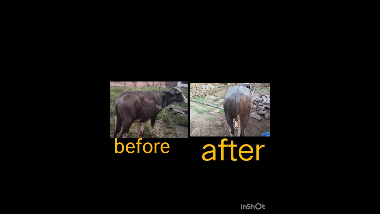 #murrahbull #deworming deworming k fayde deworming k chamatkar #niliravibuffalo