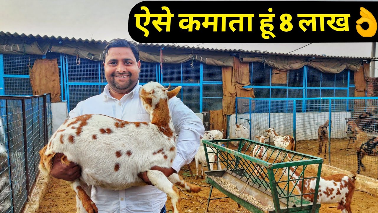 50 बकरी से 4 लाख कमाने का फार्मूला | BARBARI Goat FARM MATHURA UP