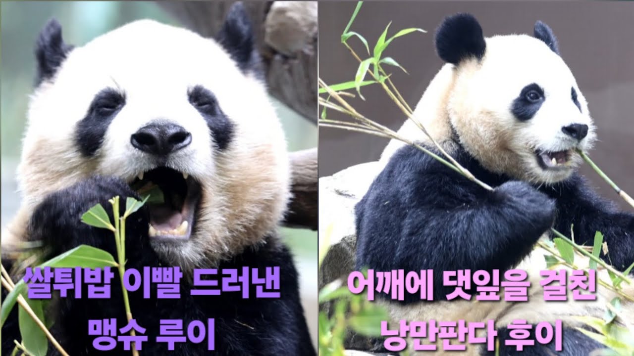 EP.35 댓잎향에 얼큰하게 취해버린 💜루이와 후이🩷 연못 뿌빠는 서비스🍠💕#후이바오 #푸바오 #세컨하우스 #판다월드 #panda
