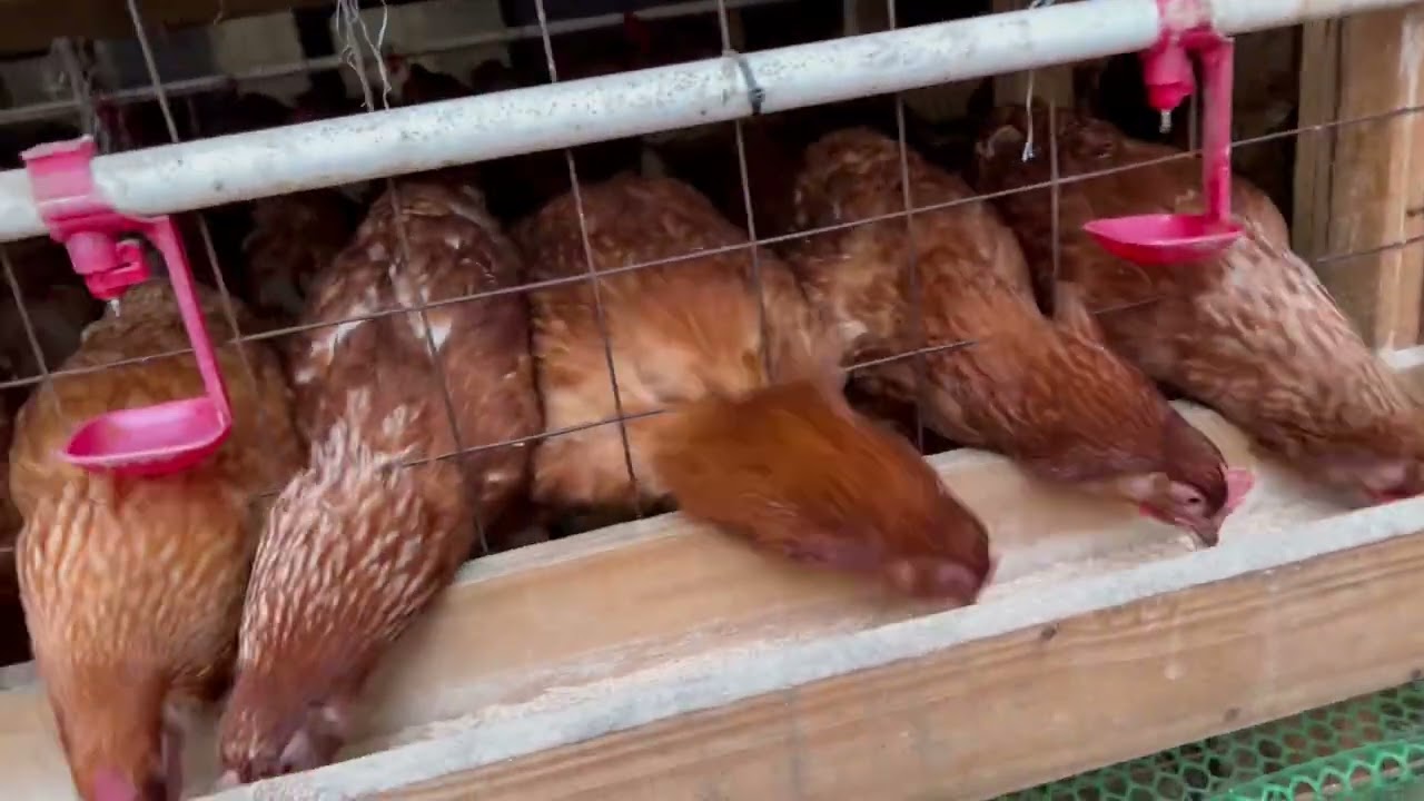 Jinsi ya kuboost utagaji wa kuku kwa njia ya asili