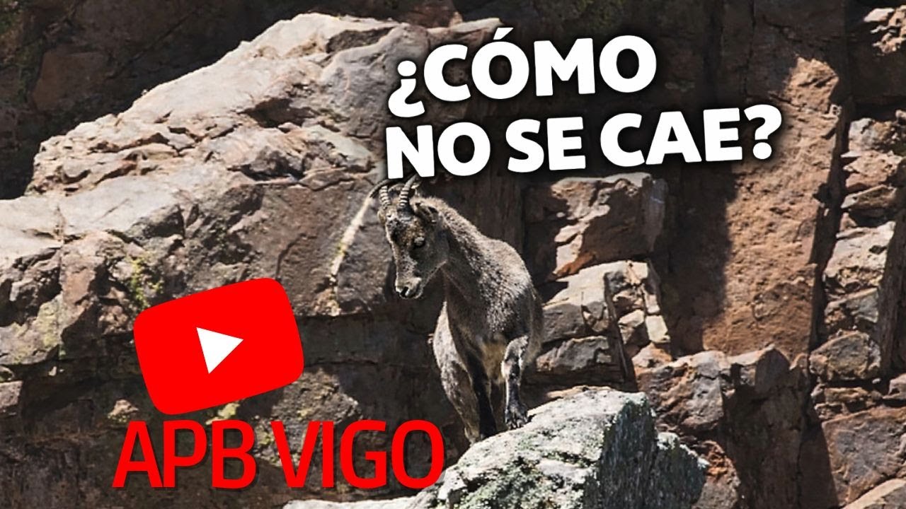 🐐 El ANIMAL que DESAFÍA la gravedad en las MONTAÑAS más EXTREMAS