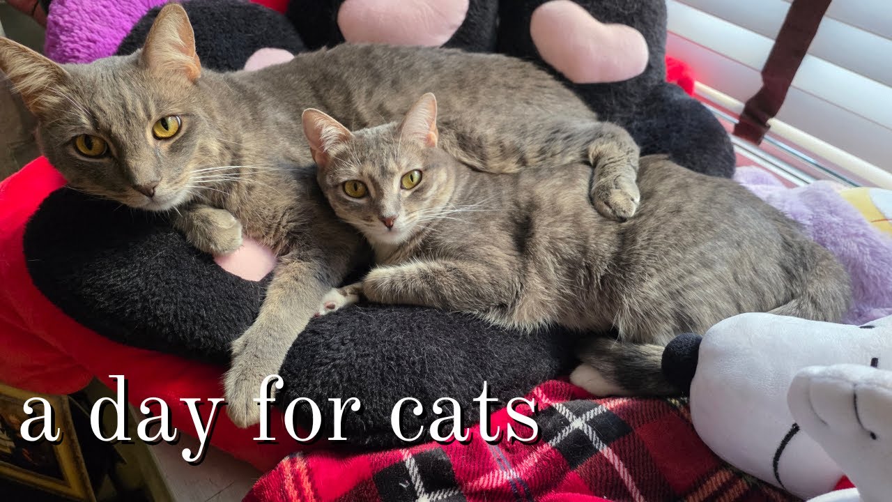 Oops all cats!