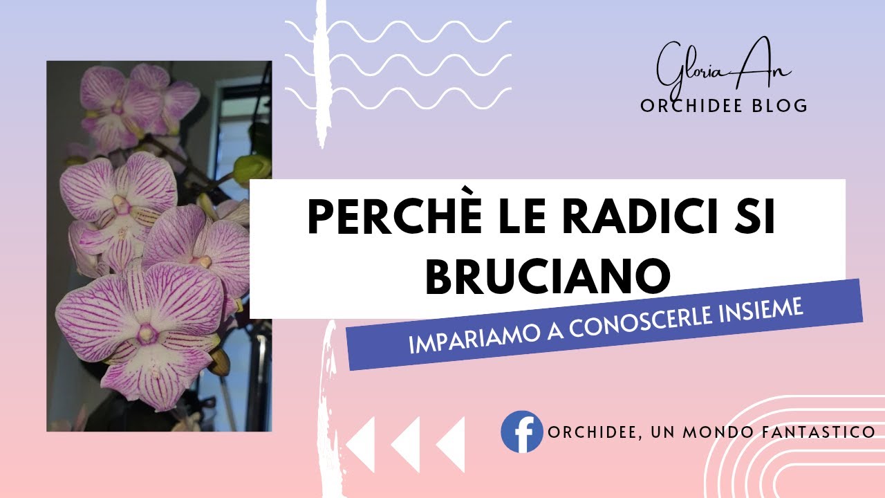 Perché le radici si bruciano?