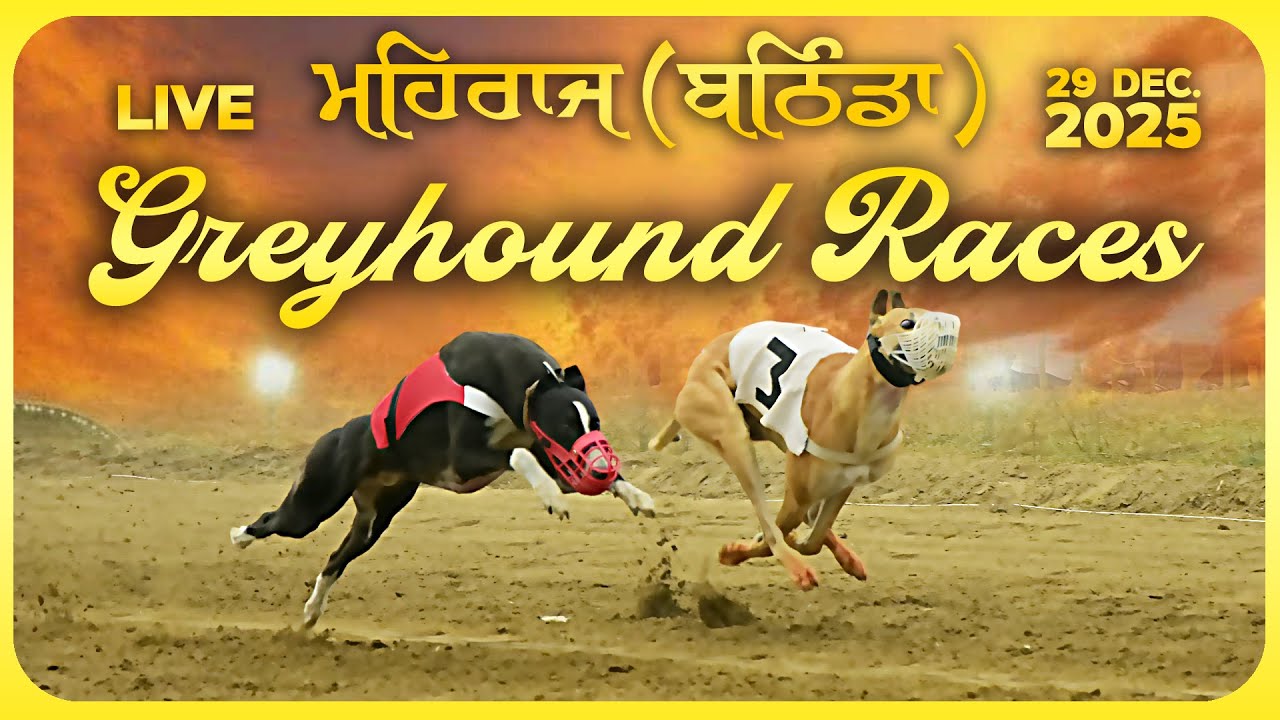 🔴LIVE | WORLD GREYHOUND DOG RACING | FLAT RACE 440 Feet 2025/12/29 #21