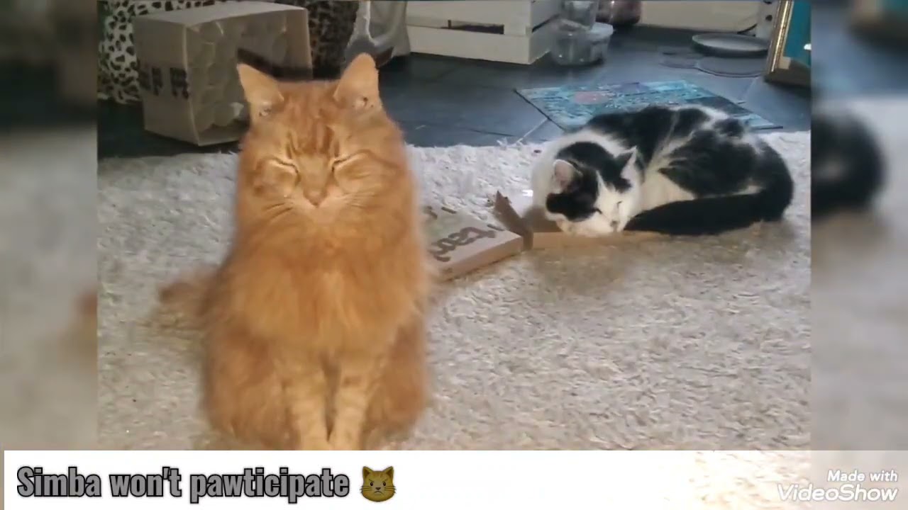 Cats & Coffee - building a 