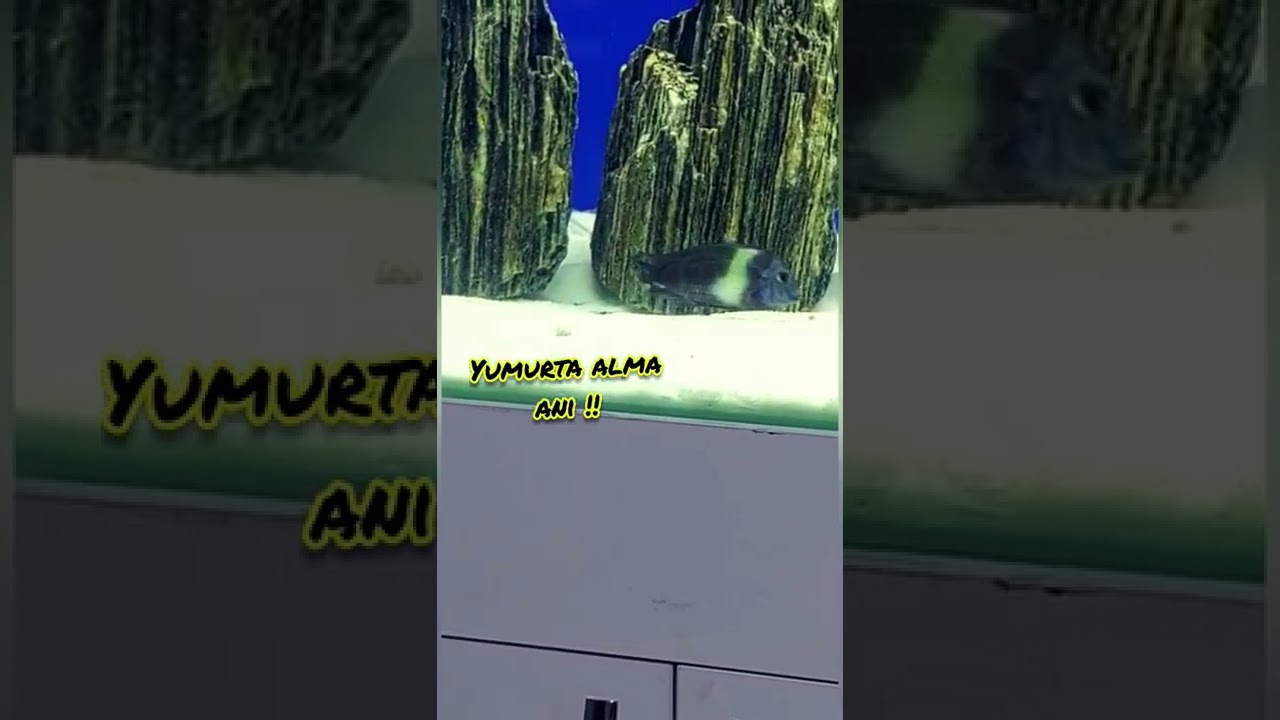tropheus &uuml;reme yumurta alma anı:) balık yumurtlama