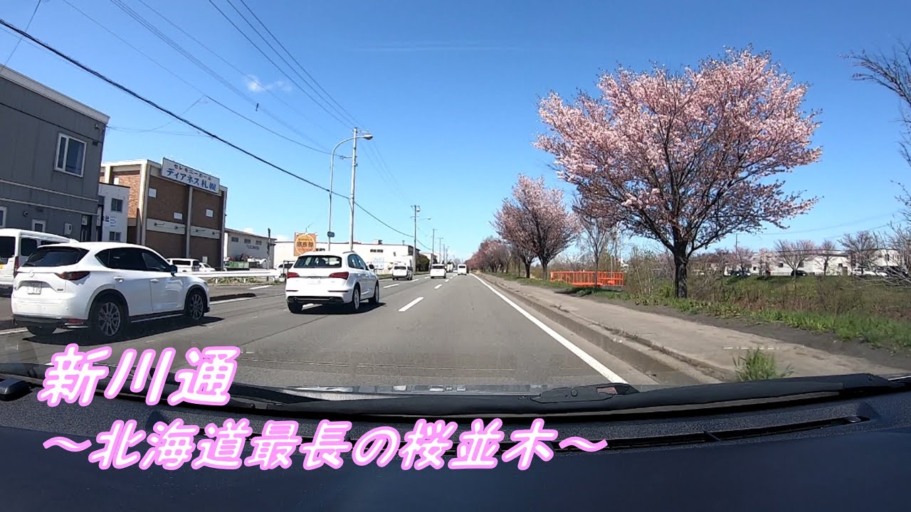 【車載動画】新川通  （下り）【桜並木/きれいな直線道路】
